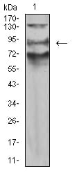 Figure 4:Western blot analysis using AFAP1L2 mouse mAb against A549 (1) cell lysate.