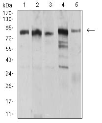 Figure 4:Western blot analysis using UHRF1 mouse mAb against MCF-7 (1), HCT116 (2), HL-60 (3), Hela (4), and HEK293 (5) cell lysate.