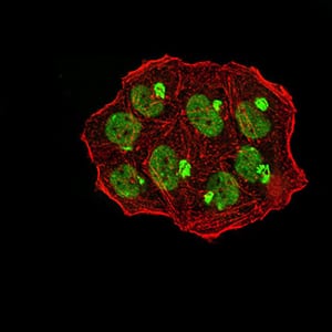 Figure 6:Immunofluorescence analysis of Hela cells using UHRF1 mouse mAb (green). Blue: DRAQ5 fluorescent DNA dye. Red: Actin filaments have been labeled with Alexa Fluor- 555 phalloidin. Secondary antibody from Fisher (Cat#: 35503)