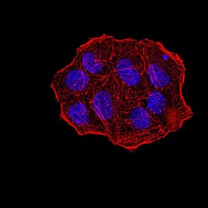 Figure 5:Immunofluorescence analysis of Hela cells using UHRF1 mouse mAb. Blue: DRAQ5 fluorescent DNA dye. Red: Actin filaments have been labeled with Alexa Fluor- 555 phalloidin.