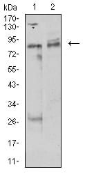 Figure 4:Western blot analysis using UHRF1 mouse mAb against MCF-7 (1) and Hela (2) cell lysate.