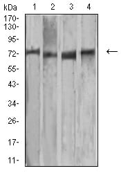 Figure 5:Western blot analysis using MMP2 mouse mAb against MCF-7 (1), Raw264.7 (2), HUVEC (3), and T47D (4) cell lysate.