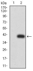 Figure 3:Western blot analysis using DOC2 mAb against HEK293 (1) and DOC2 (AA: 652-749)-hIgGFc transfected HEK293 (2) cell lysate.