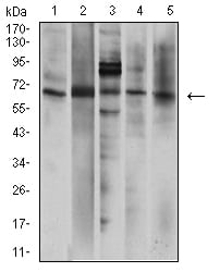 Figure 4:Western blot analysis using P2RX7 mouse mAb against A431 (1), U251 (2), Hela (3), U937 (4), and HepG2 (5) cell lysate.