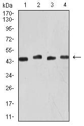 Figure 4:Western blot analysis using KRT19 mouse mAb against MCF-7 (1), SW480 (2), SW620 (3), and HCT116 (4) cell lysate.