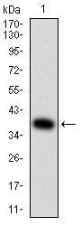 Figure 2:Western blot analysis using MITF mAb against human MITF (AA: 1-114) recombinant protein. (Expected MW is 38.9 kDa)