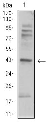 Figure 4:Western blot analysis using ADRB2 mouse mAb against C6 (1) cell lysate.