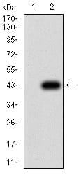 Figure 3:Western blot analysis using ADRB2 mAb against HEK293 (1) and ADRB2 (AA: 302-413)-hIgGFc transfected HEK293 (2) cell lysate.