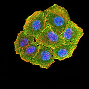 Figure 4:Immunofluorescence analysis of Hela cells using CCND1 mouse mAb (green). Blue: DRAQ5 fluorescent DNA dye. Red: Actin filaments have been labeled with Alexa Fluor- 555 phalloidin. Secondary antibody from Fisher (Cat#: 35503)