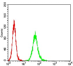 Figure 7:Flow cytometric analysis of Hela cells using ANAPC10 mouse mAb (green) and negative control (red).