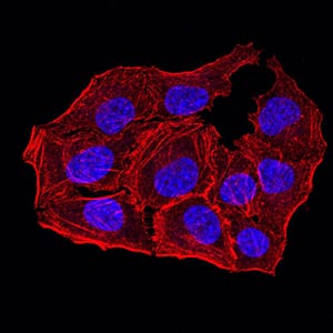 Figure 5:Immunofluorescence analysis of Hela cells using ANAPC10 mouse mAb. Blue: DRAQ5 fluorescent DNA dye. Red: Actin filaments have been labeled with Alexa Fluor- 555 phalloidin.