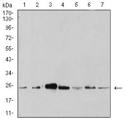 Figure 4:Western blot analysis using ANAPC10 mouse mAb against Hela (1), MCF-7 (2), SK-Br-3 (3), A431 (4), HEK293 (5), A549 (6), and SPC-A-1 (7) cell lysate.