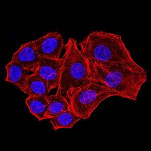 Figure 4:Immunofluorescence analysis of Hela cells using NS1 mouse mAb. Blue: DRAQ5 fluorescent DNA dye. Red: Actin filaments have been labeled with Alexa Fluor- 555 phalloidin.