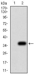 Figure 3:Western blot analysis using NS1 mAb against HEK293 (1) and NS1 (AA: 1-216)-hIgGFc transfected HEK293 (2) cell lysate.