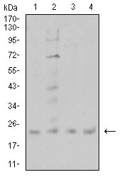 Figure 4:Western blot analysis using CIRBP mouse mAb against SW480 (1), PC-3 (2), A431 (3), and U251 (4) cell lysate.