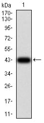 Figure 2:Western blot analysis using TCF4 mAb against human TCF4 (AA: 518-667) recombinant protein. (Expected MW is 43 kDa)