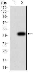 Figure 3:Western blot analysis using TCF4 mAb against HEK293 (1) and TCF4 (AA: 518-667)-hIgGFc transfected HEK293 (2) cell lysate.