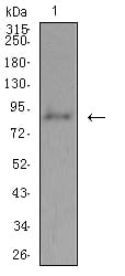 Figure 4:Western blot analysis using ADAMTS1 mouse mAb against Hela (1) cell lysate.