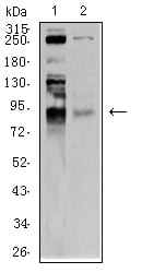 Figure 4:Western blot analysis using BRD2 mouse mAb against C6 (1) and Hela (2) cell lysate.