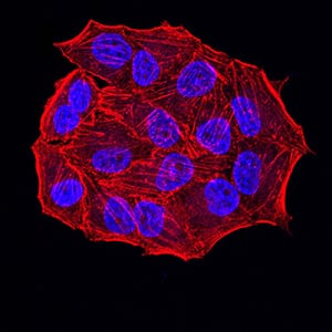 Figure 5:Immunofluorescence analysis of Hela cells using ESR1 mouse mAb. Blue: DRAQ5 fluorescent DNA dye. Red: Actin filaments have been labeled with Alexa Fluor- 555 phalloidin.