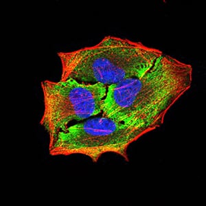 Figure 4:Immunofluorescence analysis of Hela cells using APBA2 mouse mAb (green). Blue: DRAQ5 fluorescent DNA dye. Red: Actin filaments have been labeled with Alexa Fluor- 555 phalloidin. Secondary antibody from Fisher (Cat#: 35503)