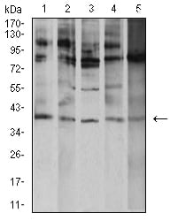 Figure 4:Western blot analysis using ATF4 mouse mAb against K562 (1), A431 (2), Hela (3), HEK293 (4), and Ramos (5) cell lysate.