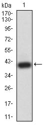 Figure 2:Western blot analysis using ADIPOQ mAb against human ADIPOQ (AA: 16-154) recombinant protein. (Expected MW is 40.5 kDa)