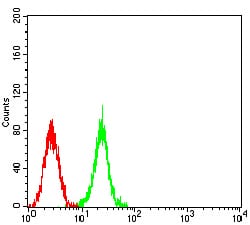 Figure 5:Flow cytometric analysis of K562 cells using ASH2L mouse mAb (green) and negative control (red).