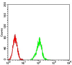 Figure 4:Flow cytometric analysis of K562 cells using ATG2A mouse mAb (green) and negative control (red).