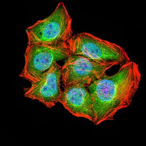 Figure 5:Immunofluorescence analysis of Hela cells using ATG2A mouse mAb (green). Blue: DRAQ5 fluorescent DNA dye. Red: Actin filaments have been labeled with Alexa Fluor- 555 phalloidin. Secondary antibody from Fisher (Cat#: 35503)