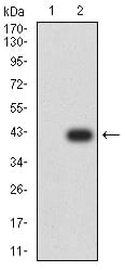 Figure 3:Western blot analysis using ATG2A mAb against HEK293 (1) and ATG2A (AA: 325-429)-hIgGFc transfected HEK293 (2) cell lysate.