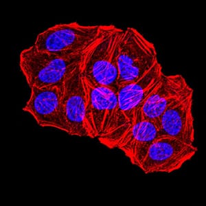 Figure 5:Immunofluorescence analysis of Hela cells using TFAP2A mouse mAb. Blue: DRAQ5 fluorescent DNA dye. Red: Actin filaments have been labeled with Alexa Fluor- 555 phalloidin.
