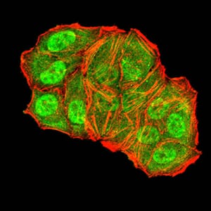 Figure 6:Immunofluorescence analysis of Hela cells using TFAP2A mouse mAb (green). Blue: DRAQ5 fluorescent DNA dye. Red: Actin filaments have been labeled with Alexa Fluor- 555 phalloidin. Secondary antibody from Fisher (Cat#: 35503)