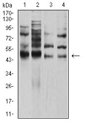 Figure 4:Western blot analysis using TFAP2A mouse mAb against Hela (1), PANC-1 (2), HEK293 (3), and MCF-7 (4) cell lysate.