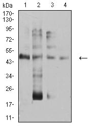 Figure 4:Western blot analysis using TFAP2A mouse mAb against Hela (1), PANC-1 (2), HEK293 (3), and RAW267.4 (4) cell lysate.