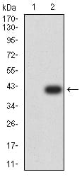 Figure 3:Western blot analysis using TFAP2A mAb against HEK293 (1) and TFAP2A (AA: 105-211)-hIgGFc transfected HEK293 (2) cell lysate.