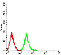 Figure 5:Flow cytometric analysis of Jurkat cells using Phospho-4E-BP1 (Ser65) mouse mAb (green) and negative control (red).