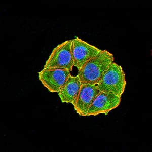 Figure 5:Immunofluorescence analysis of Hela cells using NAA10 mouse mAb (green). Blue: DRAQ5 fluorescent DNA dye. Red: Actin filaments have been labeled with Alexa Fluor- 555 phalloidin. Secondary antibody from Fisher (Cat#: 35503)