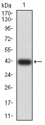 Figure 2:Western blot analysis using ANAPC1 mAb against human ANAPC1 (AA: 12-155) recombinant protein. (Expected MW is 41.9 kDa)