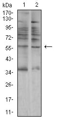 Figure 4:Western blot analysis using AMY1A mouse mAb against A549 (1) and C6 (2) cell lysate.