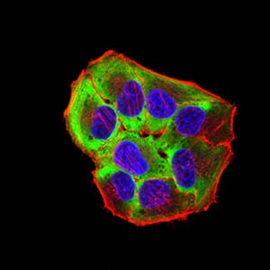 Figure 4:Immunofluorescence analysis of Hela cells using ROP1 mouse mAb (green). Blue: DRAQ5 fluorescent DNA dye. Red: Actin filaments have been labeled with Alexa Fluor- 555 phalloidin. Secondary antibody from Fisher (Cat#: 35503)