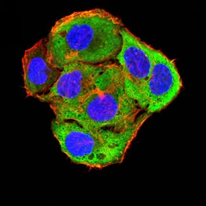 Figure 5:Immunofluorescence analysis of SMMC-7721 cells using ROP1 mouse mAb (green). Blue: DRAQ5 fluorescent DNA dye. Red: Actin filaments have been labeled with Alexa Fluor- 555 phalloidin. Secondary antibody from Fisher (Cat#: 35503)