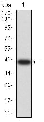 Figure 2:Western blot analysis using ARFGAP1 mAb against human ARFGAP1 (AA: 270-414) recombinant protein. (Expected MW is 41.5 kDa)