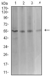 Figure 4:Western blot analysis using ASF1B mouse mAb against Hela (1), COS7 (2), HCT116 (3), and CHO3D10 (4) cell lysate.