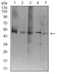 Figure 4:Western blot analysis using ATG3 mouse mAb against Jurkat (1), K562 (2), Hela (3), THP-1 (4), and COS7 (5) cell lysate.