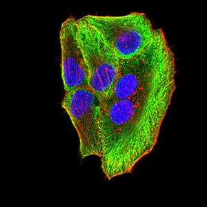 Figure 5:Immunofluorescence analysis of SMMC-7721 cells using ATG3 mouse mAb (green). Blue: DRAQ5 fluorescent DNA dye. Red: Actin filaments have been labeled with Alexa Fluor- 555 phalloidin. Secondary antibody from Fisher (Cat#: 35503)