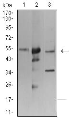 Figure 4:Western blot analysis using ATG3 mouse mAb against K562 (1), Hela (2), and THP-1 (3) cell lysate.