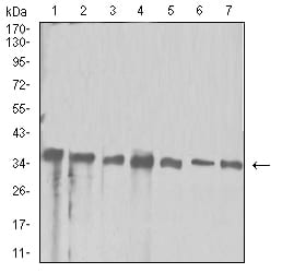 Figure 4:Western blot analysis using APEX1 mouse mAb against Hela (1), Jurkat (2), SW480 (3), A431 (4), HepG2 (5), NIH/3T3 (6), and PC-12 (7) cell lysate.