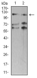 Figure 4:Western blot analysis using SMARCA1 mouse mAb against SW620 (1) and HT-29 (2) cell lysate.