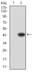 Figure 3:Western blot analysis using RUNX3 mAb against HEK293 (1) and RUNX3 (AA: 294-429)-hIgGFc transfected HEK293 (2) cell lysate.